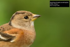 Brambling.jpg