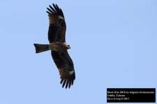 Black Kite 2.jpg