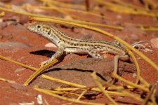 spiny-footed_lizard_17oct13_1200w_6213.jpg