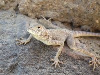 toad-headed_agama_18oct13_1024l_6370.jpg