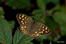 Speckled Wood.jpg