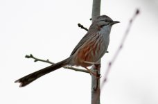 Chinese Hill Warbler.jpg