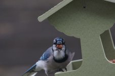 blue jay.jpg