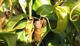 IMG_2167 Pitcher plant @ Keung Shan.jpg