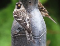 Def.pale Redpoll No.2 full frontal grab.jpg