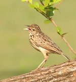 paddyfield pipit.JPG