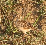 jerdon's bushlark.JPG