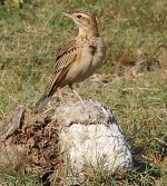 pipit sp.JPG