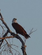 brahminy kite (2).JPG