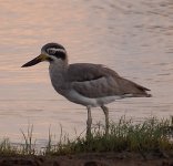 great thick knee.JPG