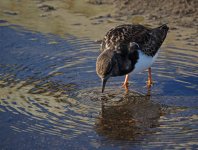 Turnstone on pier 1 small.jpg