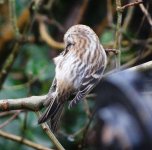 Redpoll with white rump..jpg