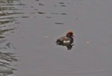 redcrestedpochard.jpg