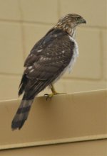 Coopers hawk.jpg