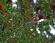 1885Fieldfare.jpg