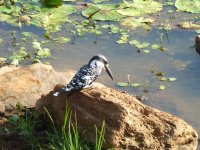 Pied Kingfisher.JPG