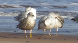 ringed gulls 007.jpg