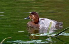 1898Pochard.jpg