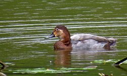 1896Pochard.jpg