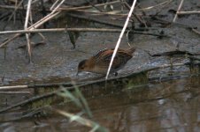 Baillons Crake 2.jpg