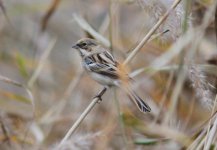 Pallas's Reed Bunting 2.jpg