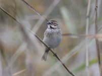 Pallas's Reed Bunting 3.jpg