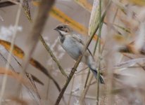 Pallas's Reed Bunting.jpg