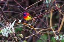 IMG_2013-04-24_8445_Mrs Gould's Sunbird_Balang.jpg