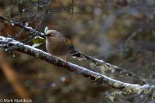 IMG_2013-04-24_8452_Elliott's Laughingthrush_Balang.jpg