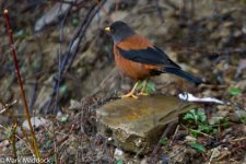 IMG_2013-04-24_8461_Chestnut Thrush_Balang.jpg