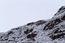 IMG_2013-04-24_8484_Snow Partridge_Balang.jpg