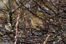 IMG_2013-04-24_8523_Rosefinch spp._female_Balang.jpg