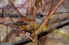 IMG_2013-04-24_8538_Maroon-backed Accentor_Balang.jpg