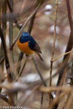 IMG_2013-04-24_8547_Blue-fronted Redstart_Balang.jpg