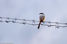 IMG_2013-04-24_8551_Grey-backed Shrike_Balang.jpg