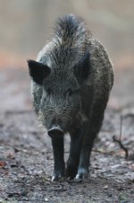 2013_01_09_Wild_Boar (13) (533x800).jpg