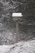 2013_01_18_Barn_Owl (533x800).jpg