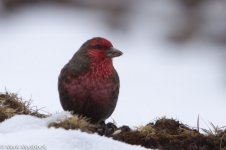 IMG_2013-04-24_8637_Red-fronted Rosefinch_Balang.jpg