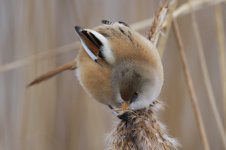 2013_01_19_Bearded_Tit (8) (800x533).jpg