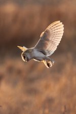 2013_02_18_Barn_Owl (2) (533x800).jpg