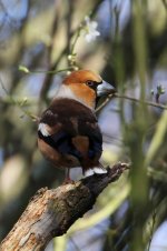 2013_02_02_Hawfinch (1) (533x800).jpg