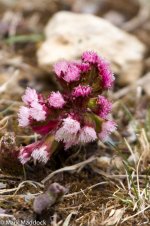 IMG_2013-04-24_8677_Alpine Flower_Balang.jpg