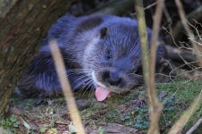 2013_03_02_Otter (16) (800x533).jpg