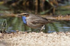 2013_03_31_Bluethroat (6) (800x533).jpg