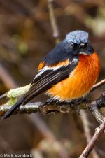 IMG_2013-04-24_8723_White-throated Redstart_Four Sisters Viewpoint_Rilong.jpg