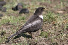 2013_03_31_Ring_Ouzel (7) (800x533).jpg