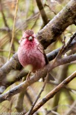 IMG_2013-04-24_8735_Rosefinch spp_Four Sisters Viewpoint_Rilong.jpg