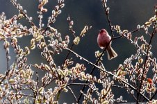 IMG_2013-04-24_8750_Rosefinch spp_Four Sisters Viewpoint_Rilong.jpg