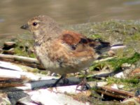 linnet hermitage sept 06.jpg