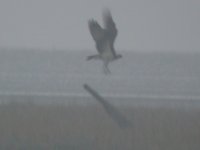 osprey 4.JPG